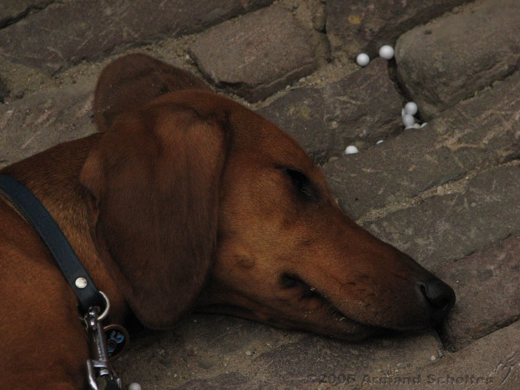 Deventer_Op_Stelten_-_Diversen_33.jpg