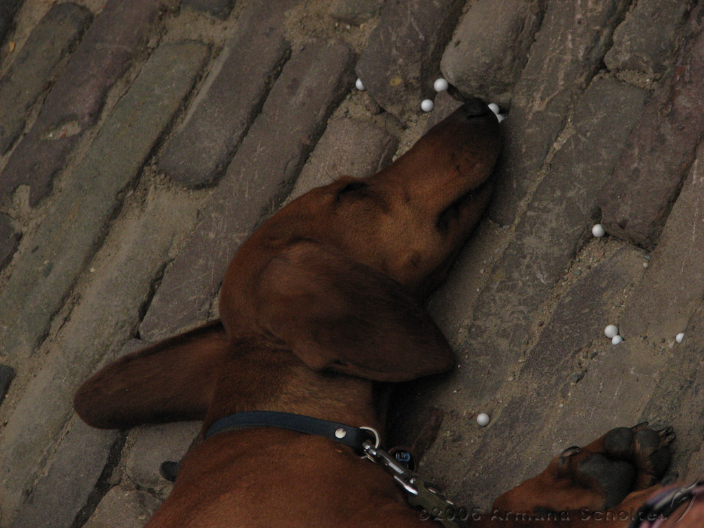 Deventer_Op_Stelten_-_Diversen_34.jpg