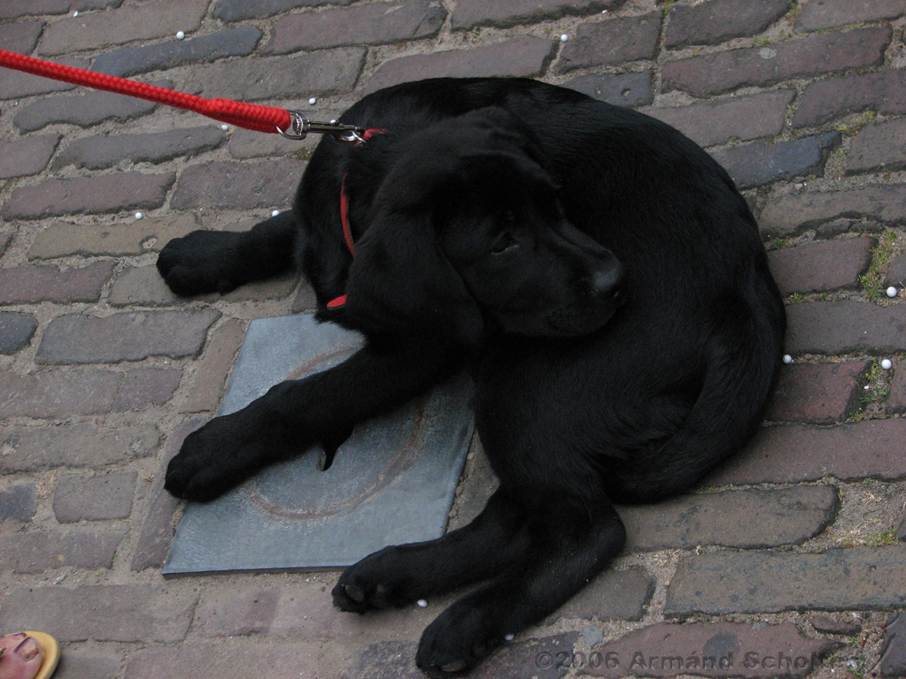 Deventer_Op_Stelten_-_Diversen_36.jpg