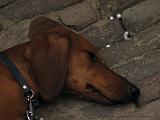 Deventer_Op_Stelten_-_Diversen_33