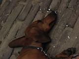Deventer_Op_Stelten_-_Diversen_34