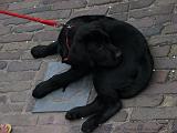 Deventer_Op_Stelten_-_Diversen_36