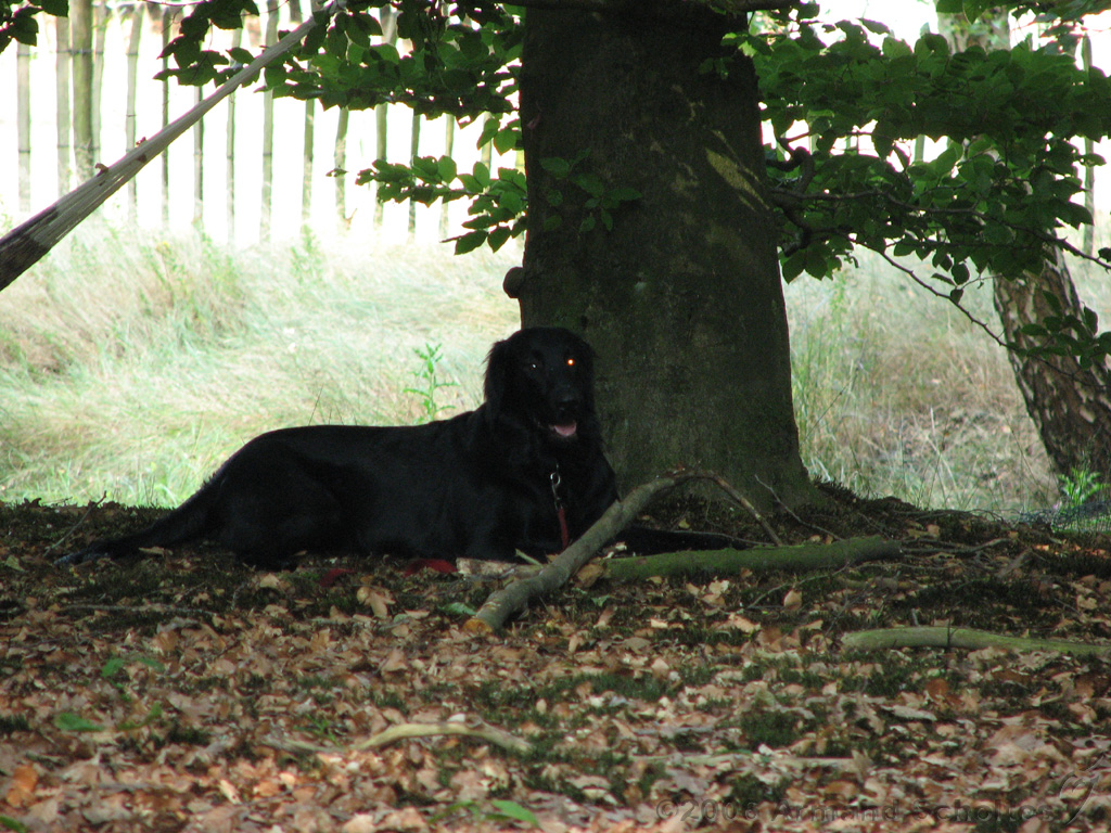 2006-07-21_Verjaardag_Frederik_041.jpg