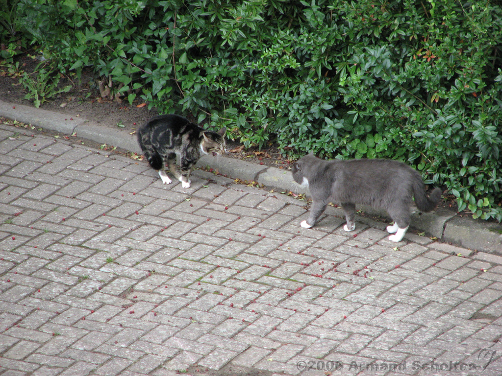 CatFight_001.jpg
