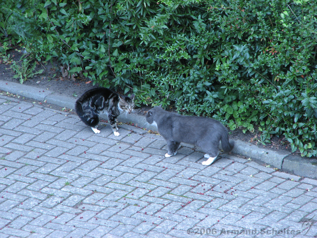 CatFight_003.jpg