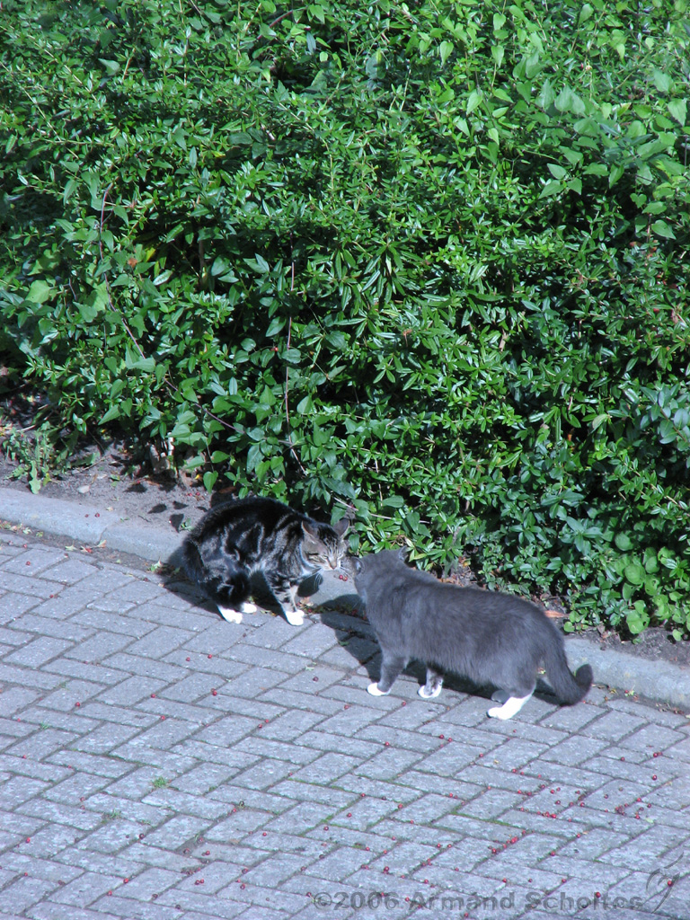 CatFight_004.jpg