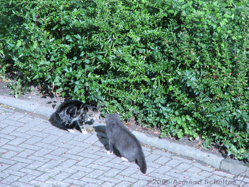 CatFight_005.jpg