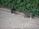 CatFight_001