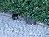 CatFight_003
