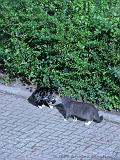 CatFight_004