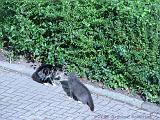 CatFight_005