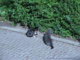 CatFight_006