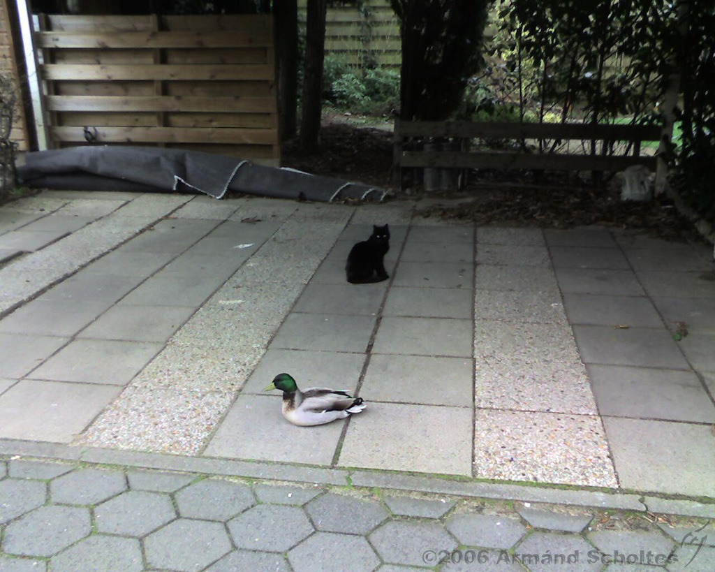2006-04-10_Kat_kijkt_naar_eend_kijkt_naar_kat.jpg