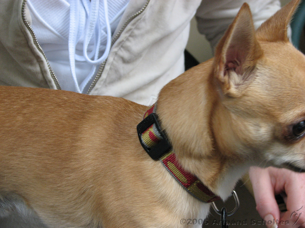 2006-05-27_Katinka_-_Dizzy_~1.jpg