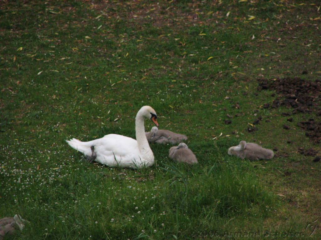 2006-06-15_Zwanen.jpg