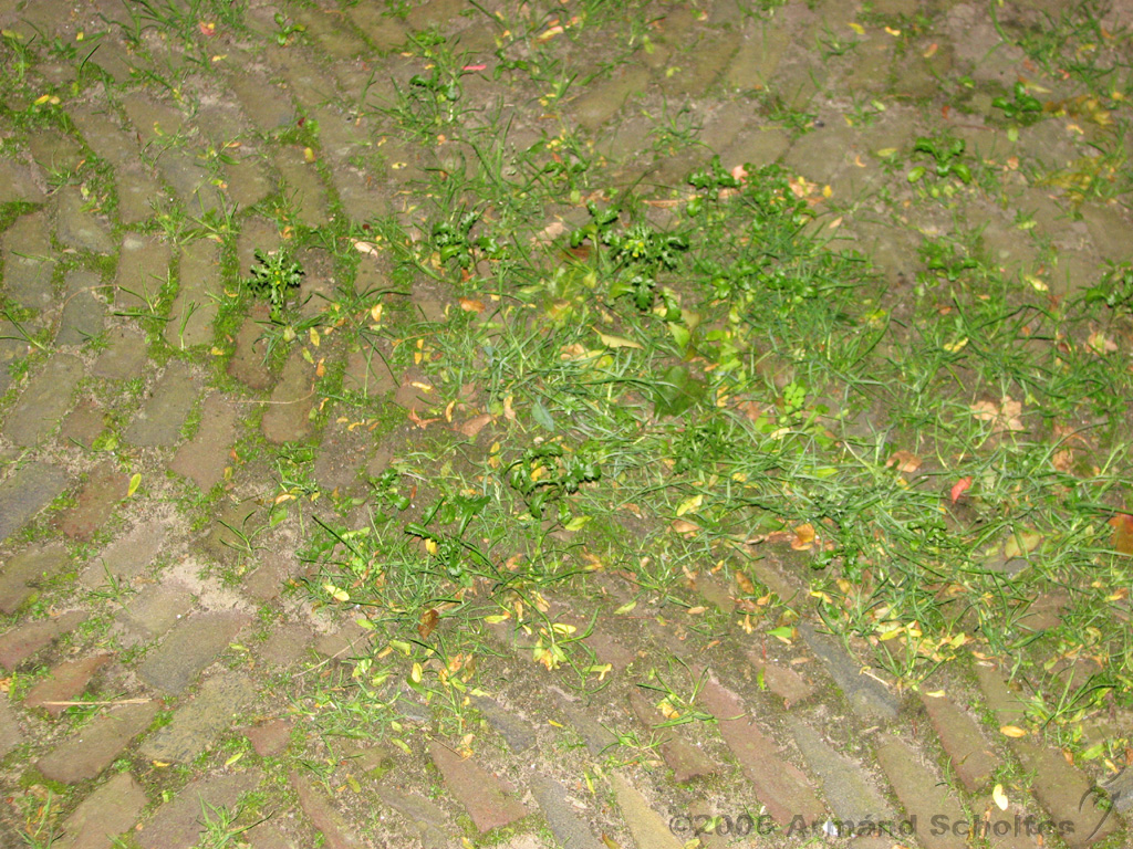2006-09-10_Onkruid_tussen_de_stenen.jpg