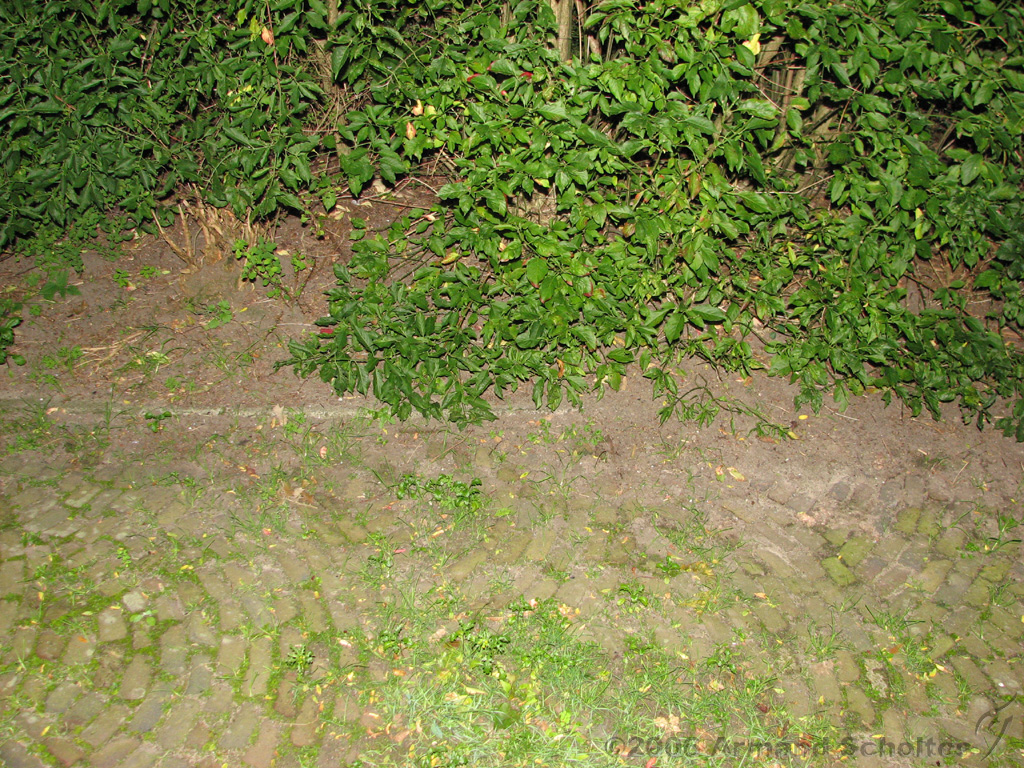 2006-09-10_Struik_met_weggedoken_egel.jpg