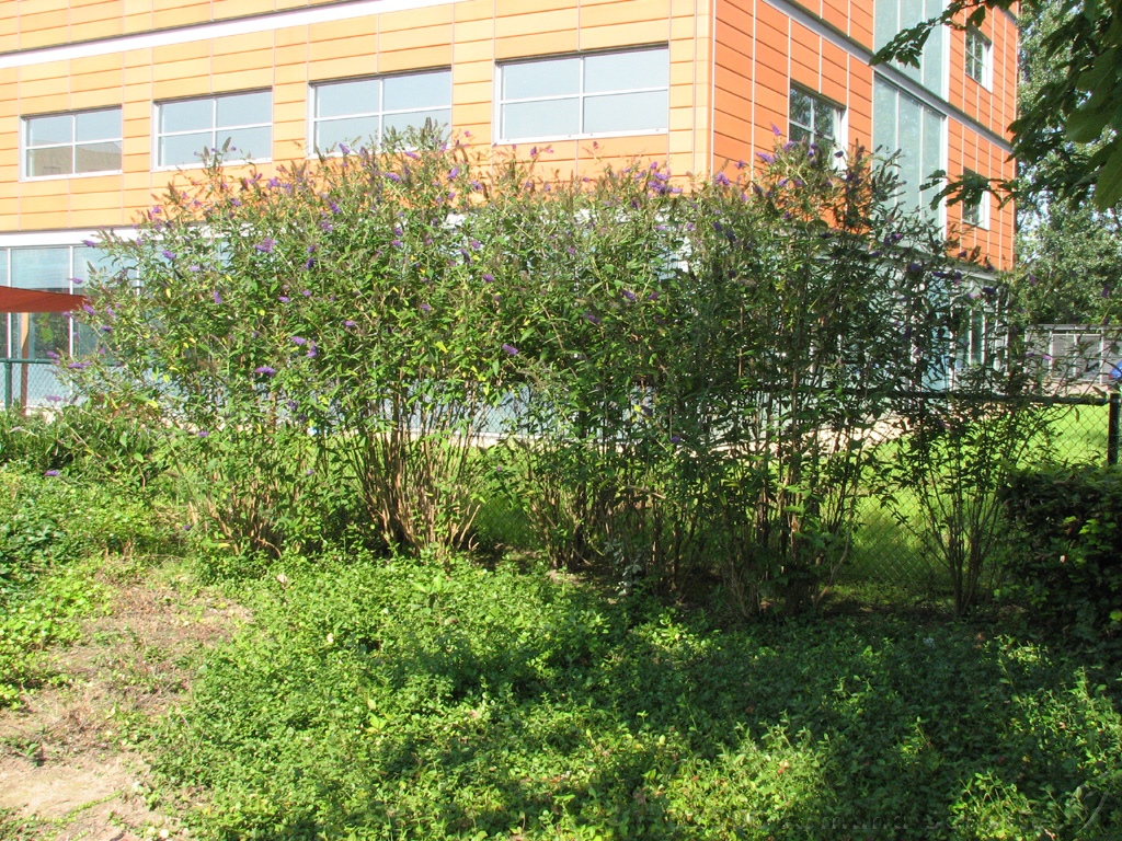 2006-09-11_Kantoortuin.jpg