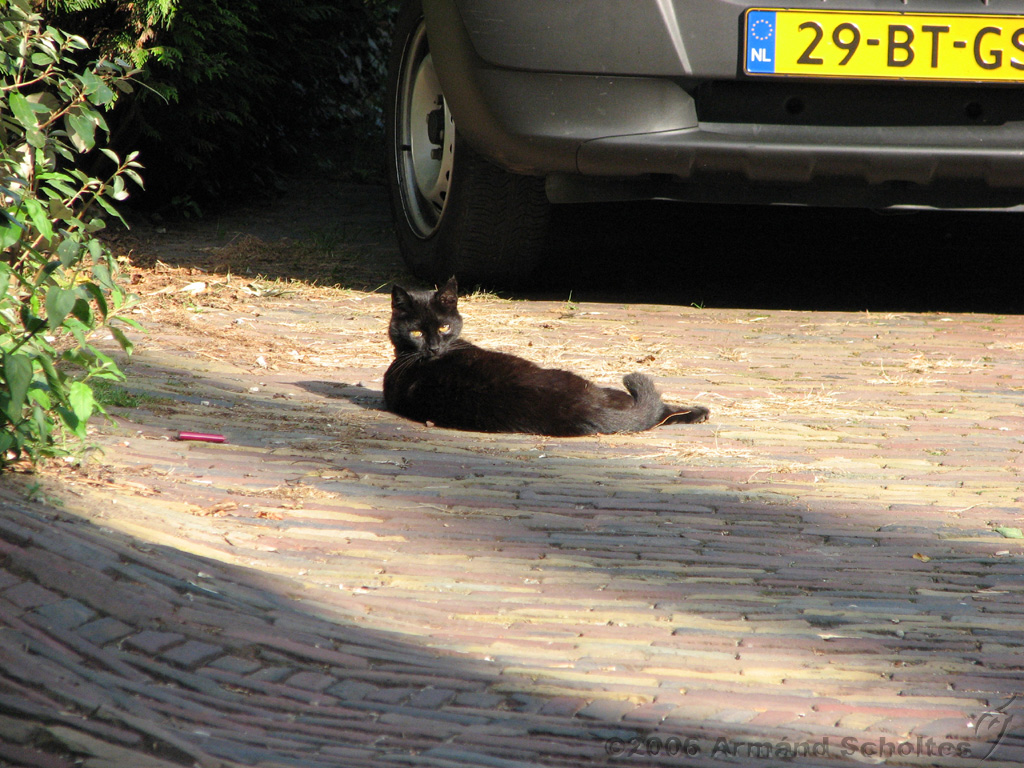 2006-09-30_Kat_in_bergkwartier_1.jpg