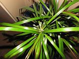 2006-06-01_Plantje_flitsen