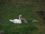 2006-06-15_Zwanen