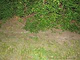 2006-09-10_Struik_met_weggedoken_egel