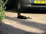 2006-09-30_Kat_in_bergkwartier_1