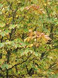 2006-11-17_Boom_buiten_de_Heks