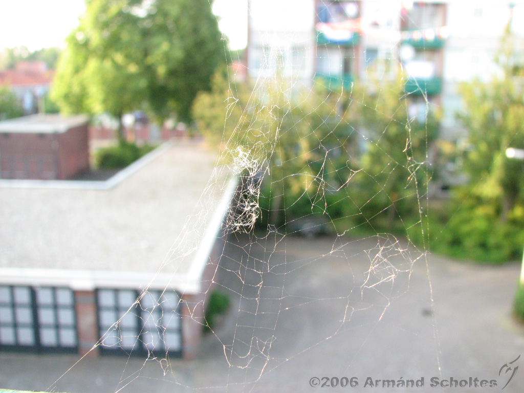 Spinnenweb_aan_balkon_3.jpg