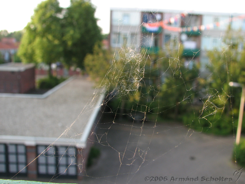 Spinnenweb_aan_balkon_4.jpg