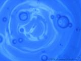 Blue_Pond_1