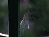 Spinnenweb_aan_balkon_1