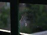 Spinnenweb_aan_balkon_2