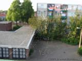 Spinnenweb_aan_balkon_4