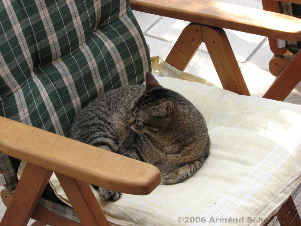 2006-06-18_Caressa_Toto_003.jpg