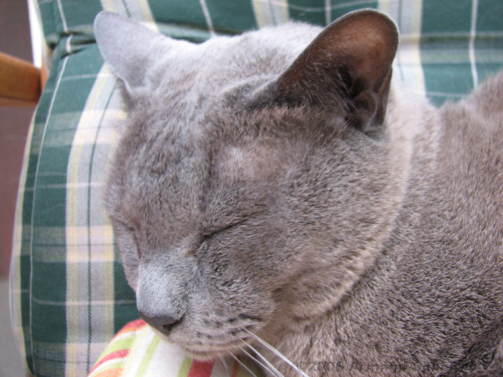 2006-09-11_Caressa_Toto_001.jpg