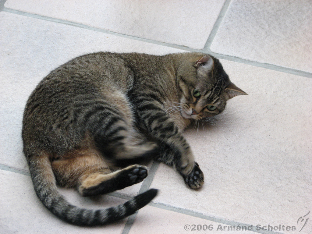 2006-09-11_Caressa_Toto_006.jpg