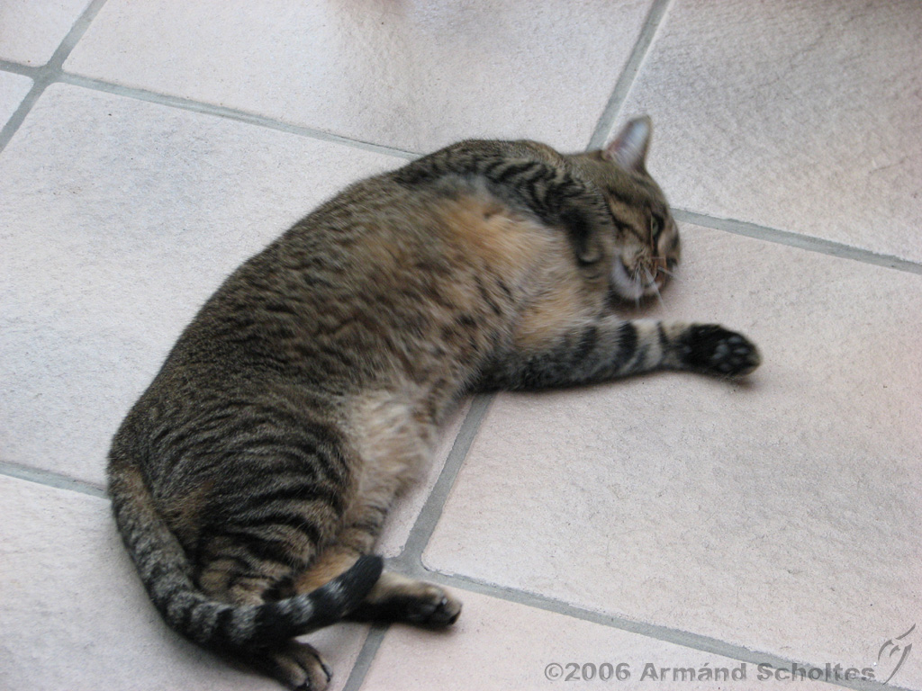 2006-09-11_Caressa_Toto_008.jpg