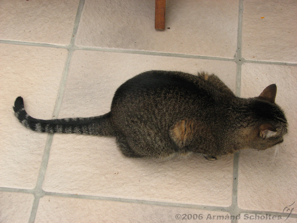 2006-09-11_Caressa_Toto_009.jpg