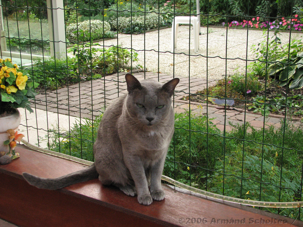 2006-09-11_Caressa_Toto_017.jpg