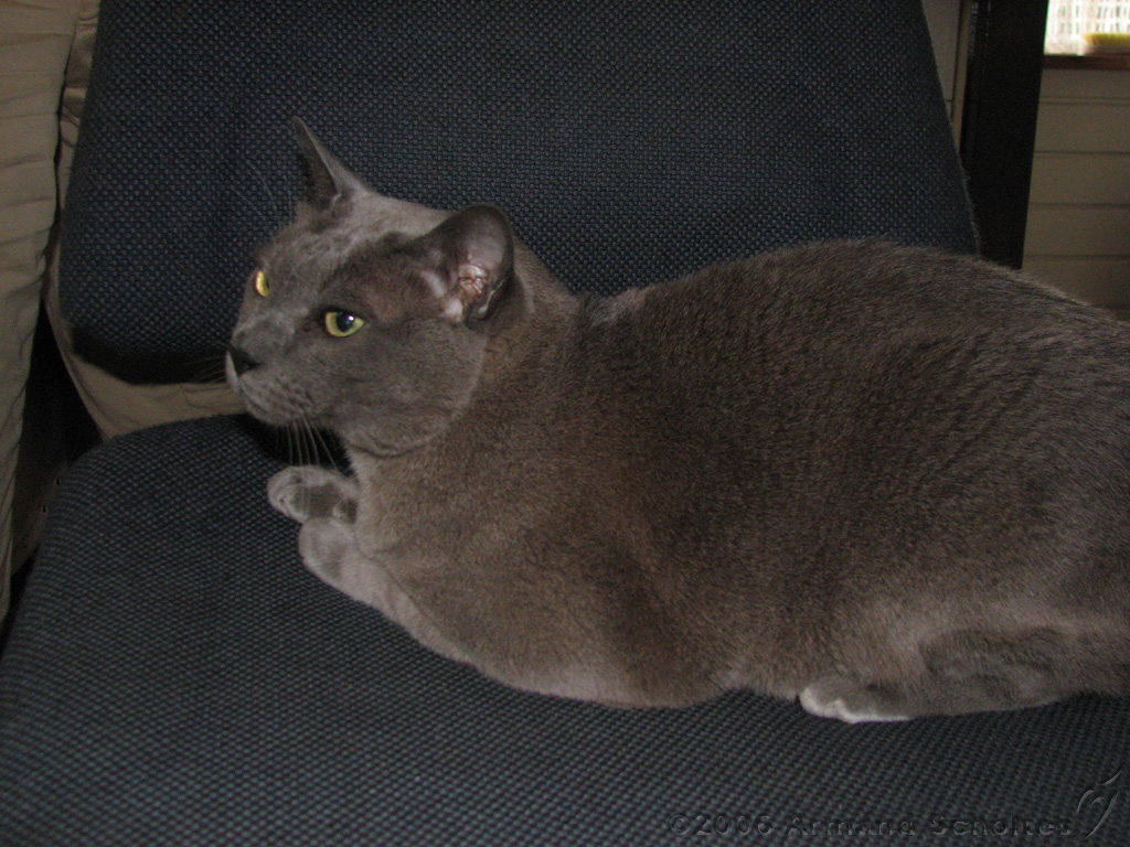 2006-09-11_Caressa_Toto_019.jpg