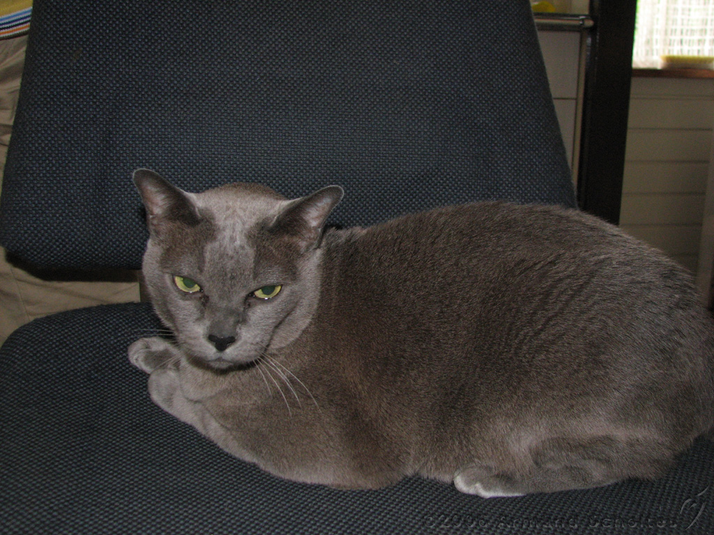 2006-09-11_Caressa_Toto_020.jpg
