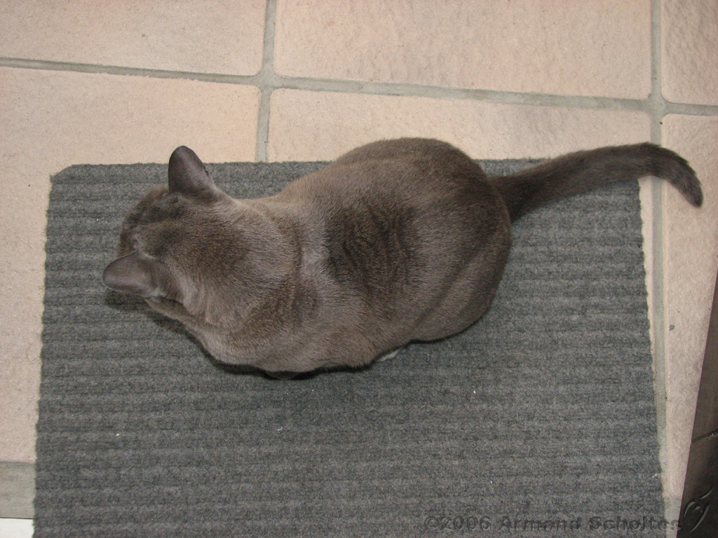 2006-09-11_Caressa_Toto_021.jpg