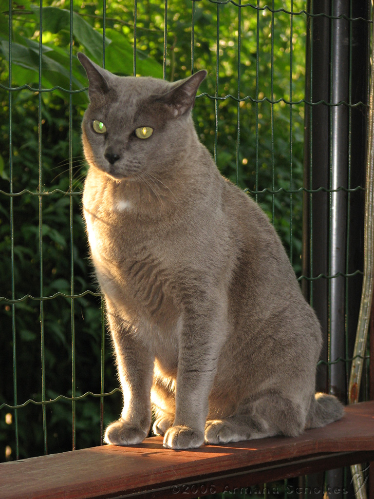 2006-09-11_Caressa_Toto_024.jpg