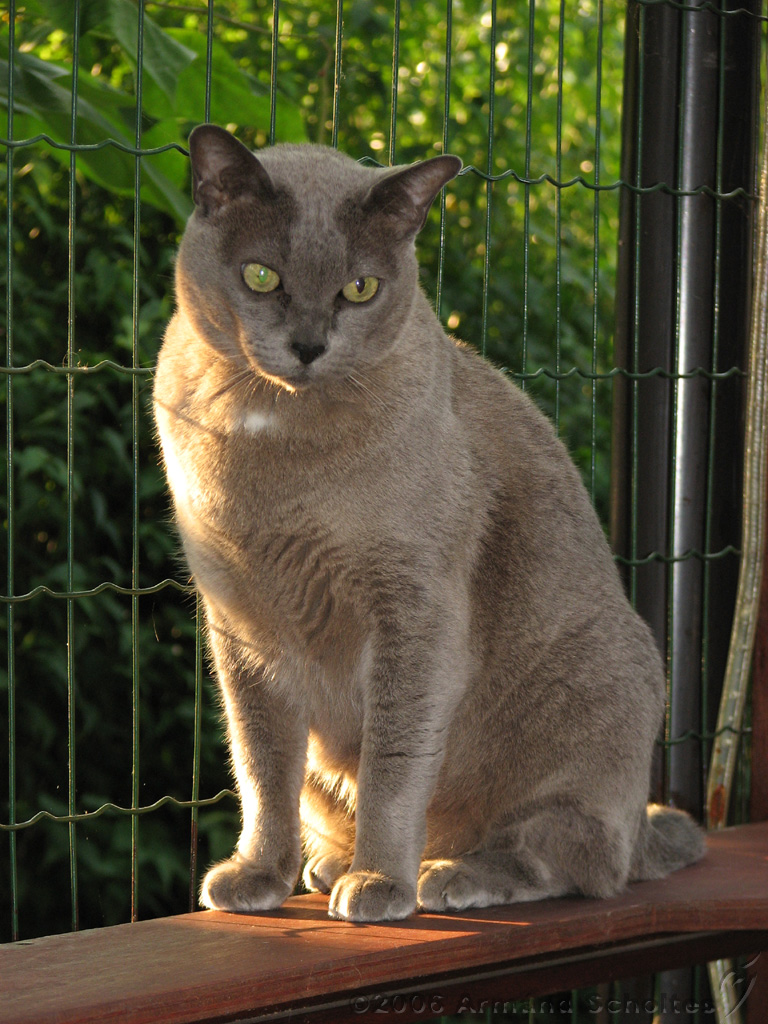 2006-09-11_Caressa_Toto_025.jpg