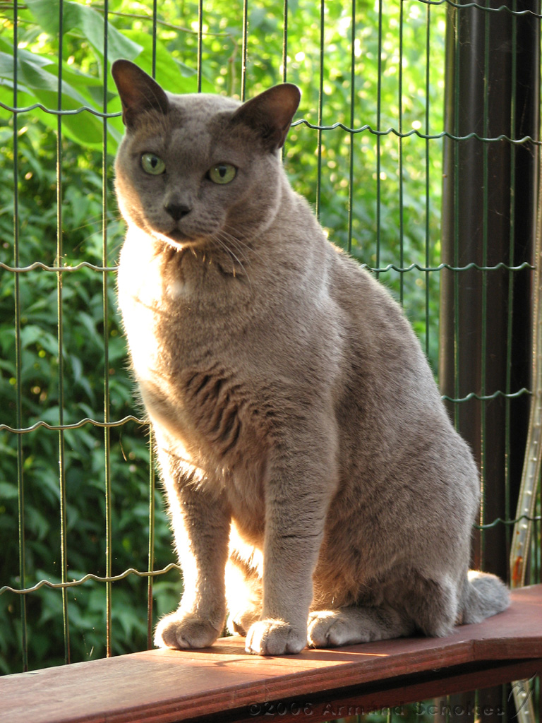 2006-09-11_Caressa_Toto_026.jpg