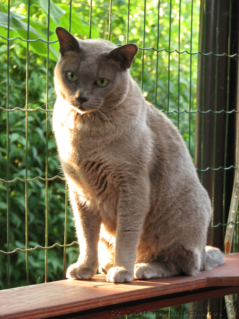 2006-09-11_Caressa_Toto_027.jpg