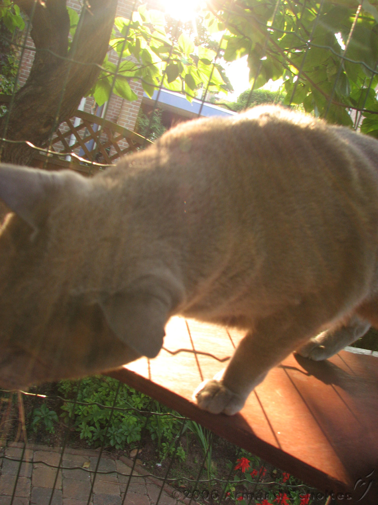 2006-09-11_Caressa_Toto_037.jpg