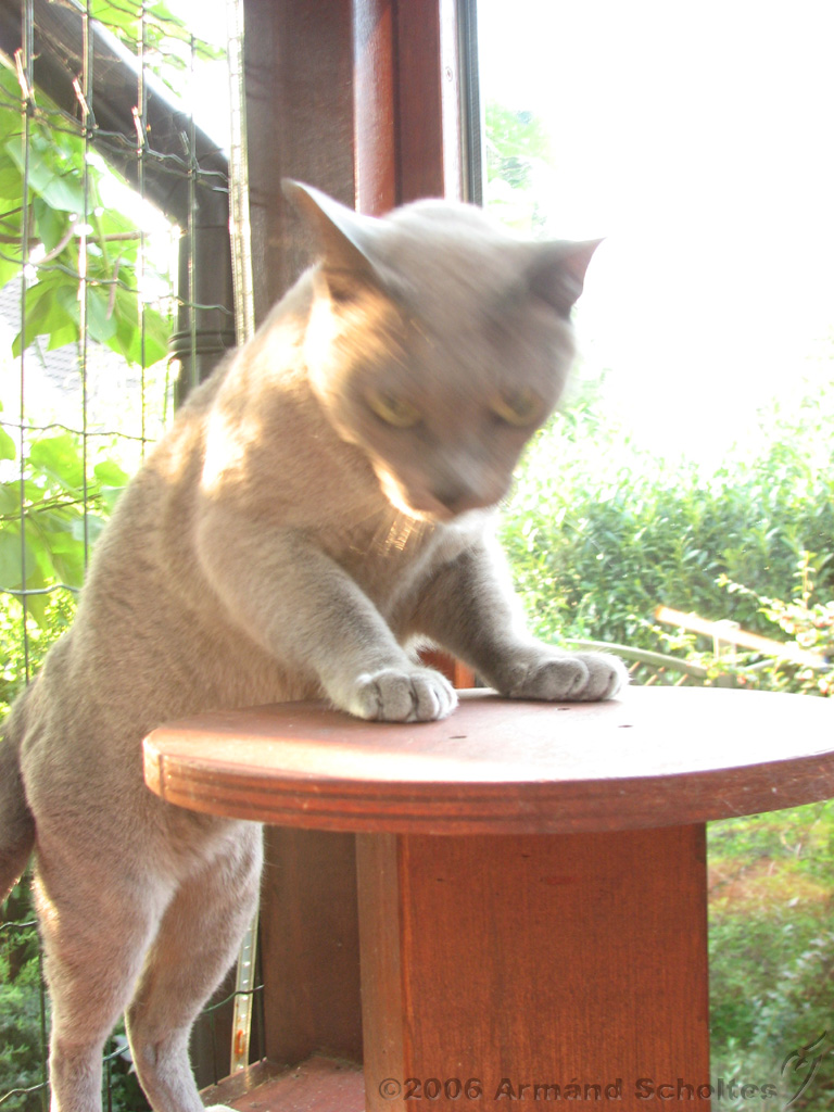 2006-09-11_Caressa_Toto_041.jpg