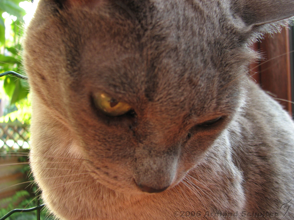 2006-09-11_Caressa_Toto_048.jpg